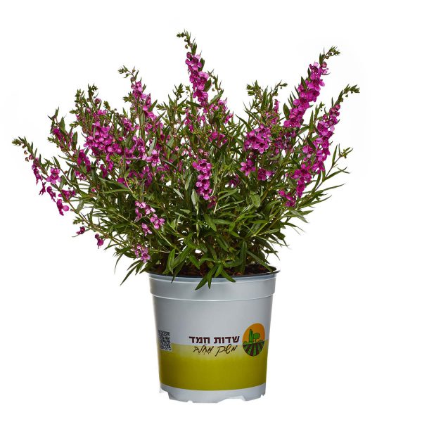 אנג'לוניה ורודה